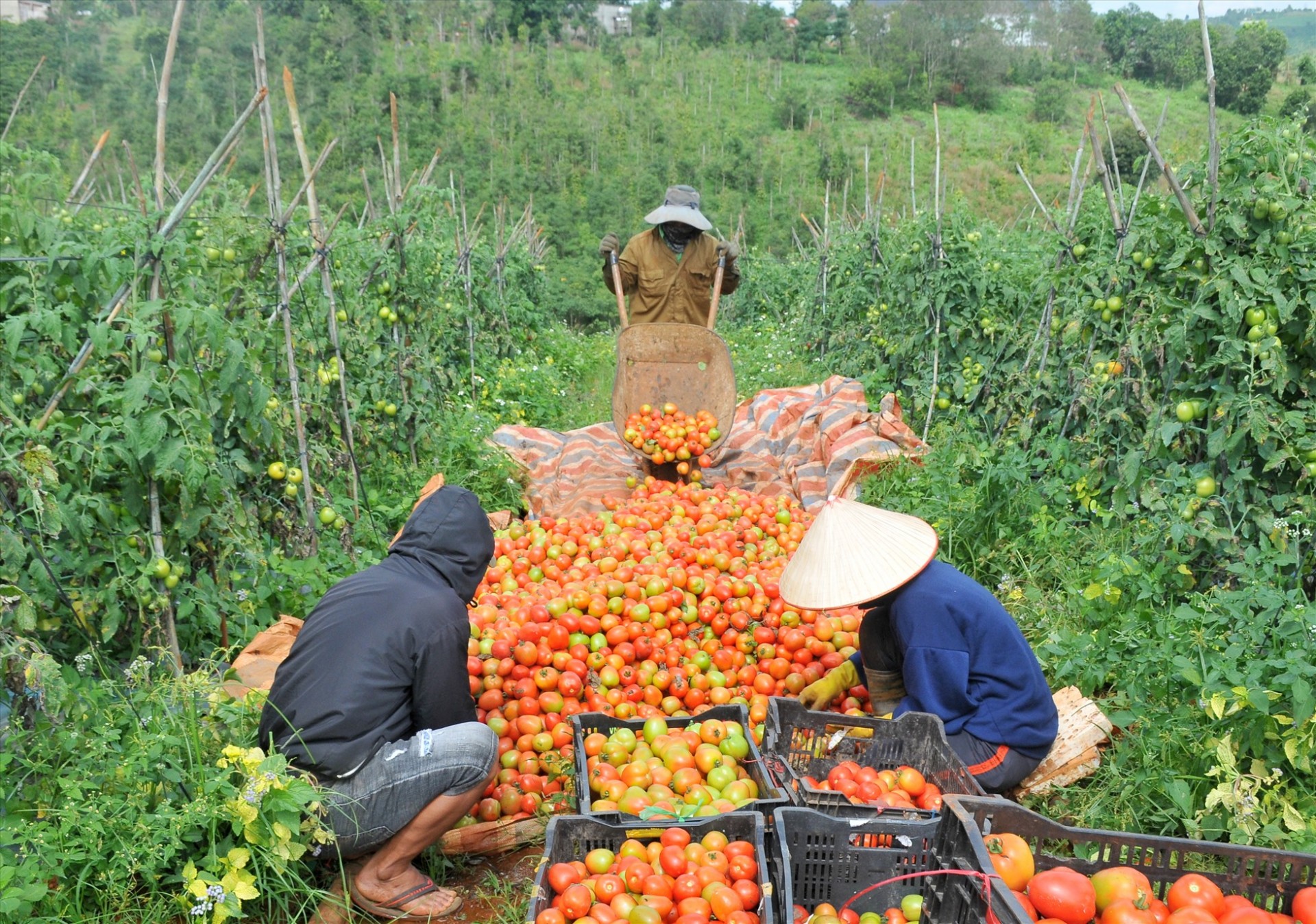 Mặc cho cà chua rớt giá, lão nông trồng 5 sào vẫn lãi 200 triệu vì quả ngon “không chê vào đâu được”