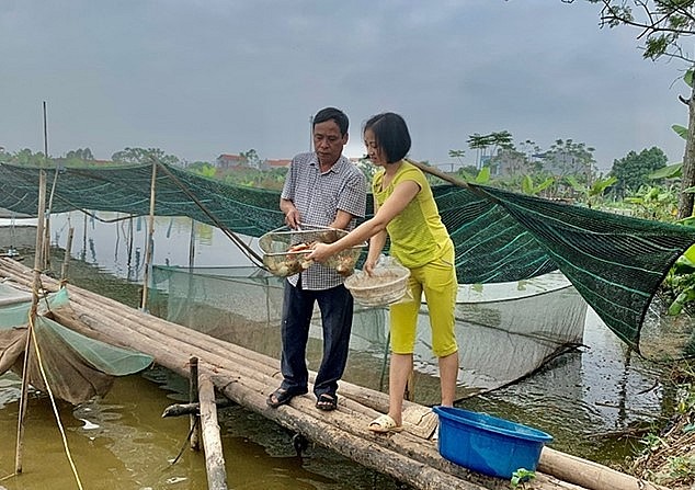 Chăm sóc cá chép Koi lai tại HTX Nuôi trồng thủy sản Tân Khai, xã Thiện Phiến (Tiên Lữ)