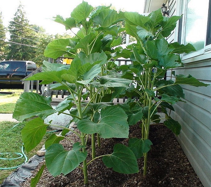 Có thể trồng hướng dương trong chậu hoặc tận dụng diện tích đất quanh nhà.