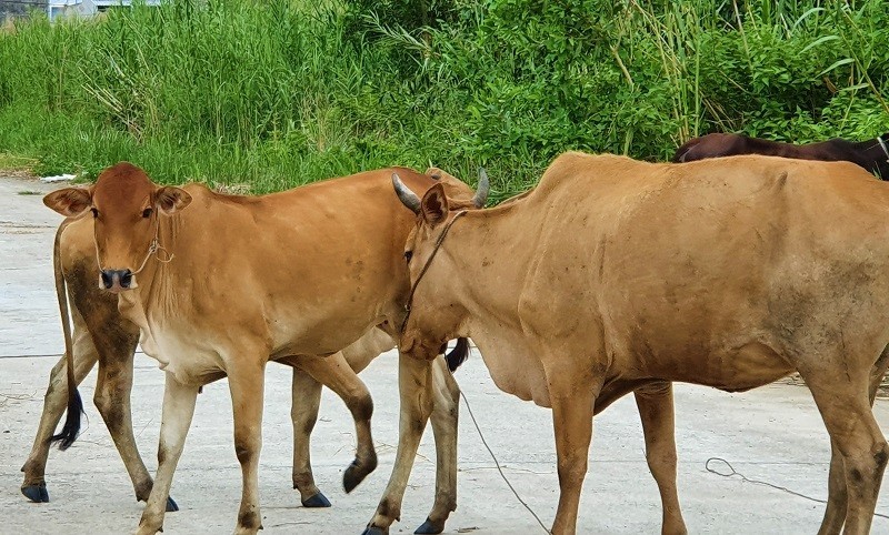 Buôn bán trâu bò qua biên giới diễn biến phức tạp, Bộ Nông nghiệp chỉ đạo khẩn
