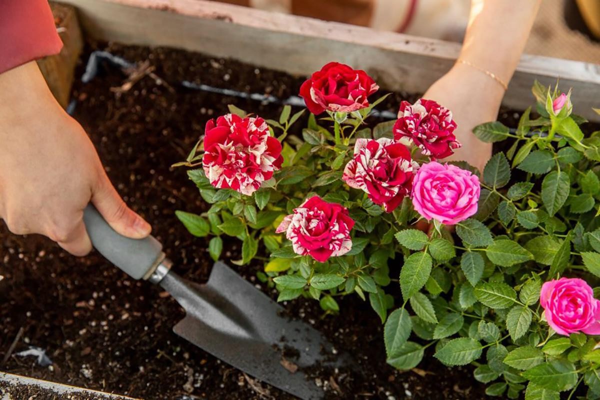 Chuyên gia mách cách để hoa hồng nở bung đúng dịp Tết Nguyên Đán