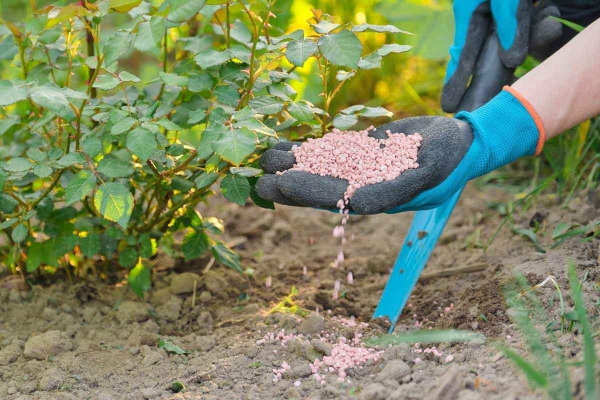 Chuyên gia mách cách để hoa hồng nở bung đúng dịp Tết Nguyên Đán