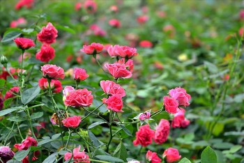 Chuyên gia mách cách để hoa hồng nở bung đúng dịp Tết Nguyên Đán