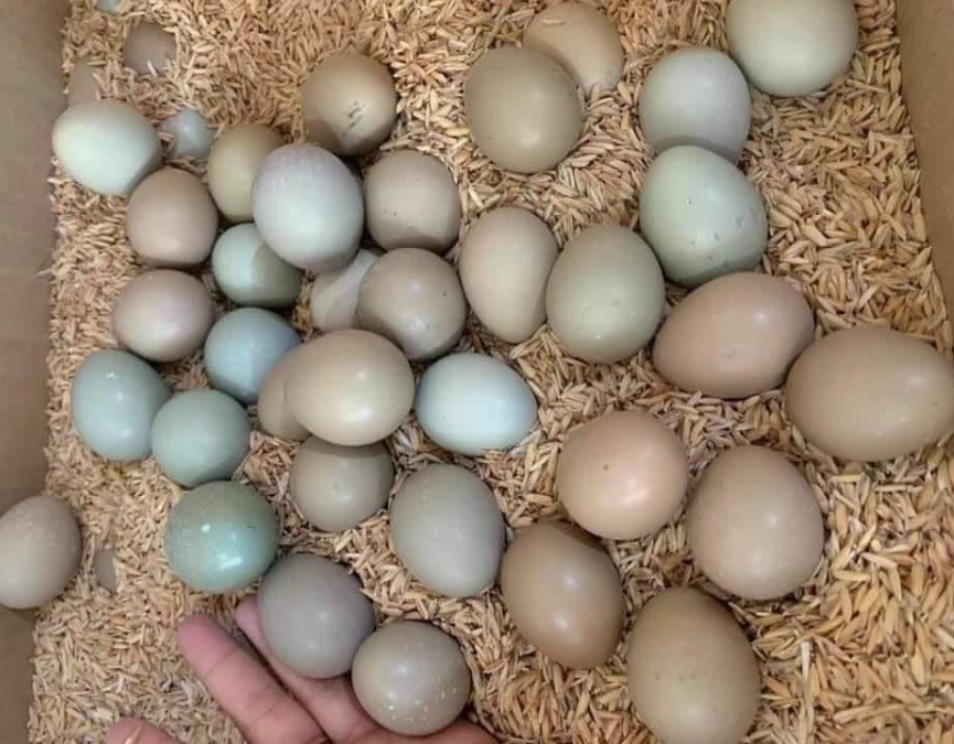 Trứng chim trĩ có nhiều màu, được ví bổ như sâm
