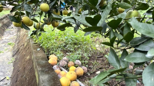 Cam đặc sản 70.000 đồng/trái rụng đầy vườn, người nông dân tiếc “đứt ruột đứt gan”