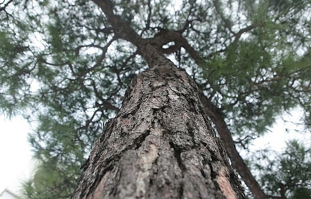 Cây thông có vỏ nứt toác và rất dày chứng tỏ cây nhiều năm tuổi.