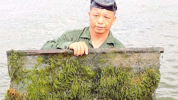 Nông dân Khánh Hòa thu hoạch rong nho