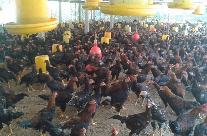 Đàn gà ở tỉnh Tiền Giang đang đứng trước cảnh giá sụt giảm mạnh.