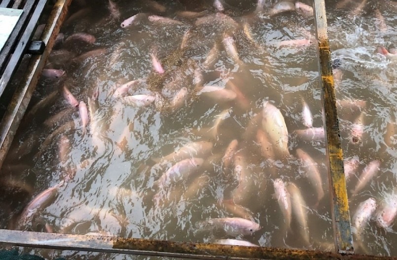 Mô hình nuôi cá lồng bè ở tỉnh Tiền Giang đang giảm dần do chi phí thức ăn quá cao.