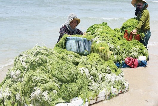 Rong biển Việt Nam là "mỏ vàng" đang chờ khai thác