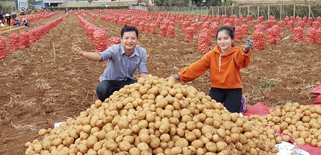 Mô hình trồng khoai tây bền vững cho năng suất, chất lượng vượt trội so với phương thức canh tác truyền thống