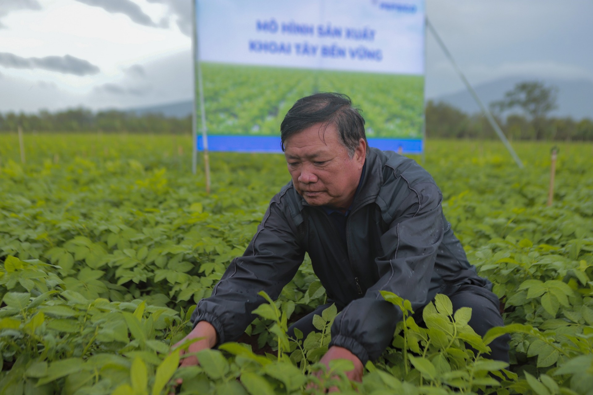 Ông Phạm Văn Trị, Chủ tịch HĐQT Hợp tác xã Nông nghiệp Đơn Dương ở xã Tu Tra, huyện Đơn Dương (Lâm Đồng) chăm sóc khoai tây trong mô hình