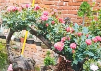 Phát sốt với bonsai hoa hồng dáng cổ, hương thơm ngát và tuyệt kỹ lai ghép