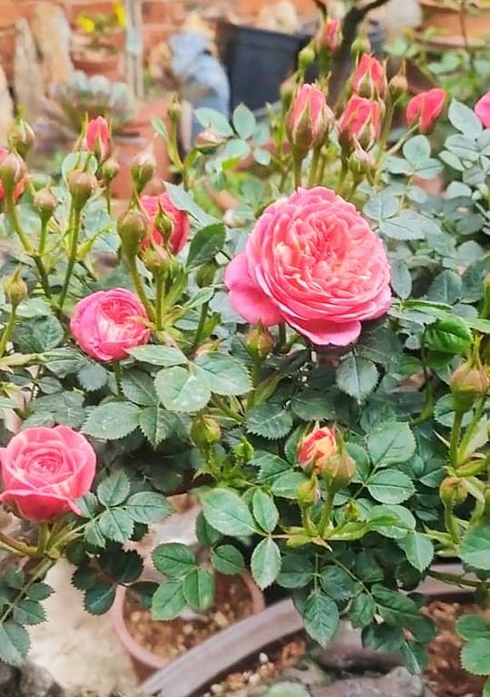 Cây bonsai hoa hồng có hình dáng đặc biệt này trồng lâu năm rễ, gốc, thân cây xù xì, cằn cỗi.