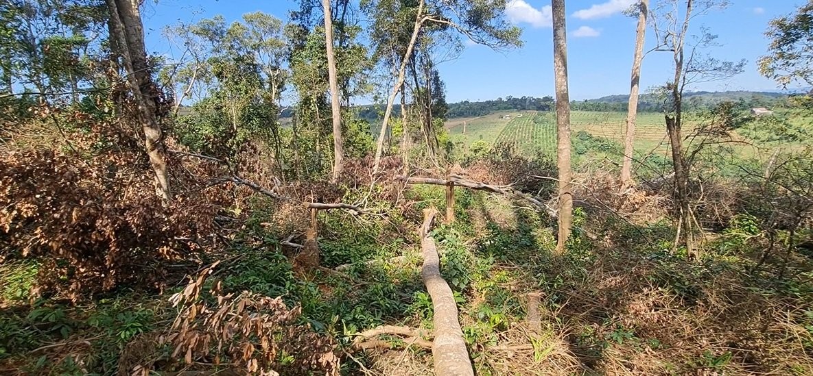 Đắk Nông: Phát hiện hàng loạt vụ phá rừng