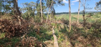 Đắk Nông: Phát hiện hàng loạt vụ phá rừng