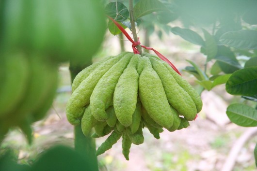 Chiêm ngưỡng những siêu phật thủ được buộc nơ đỏ "nhận phần" dù chưa đến Tết