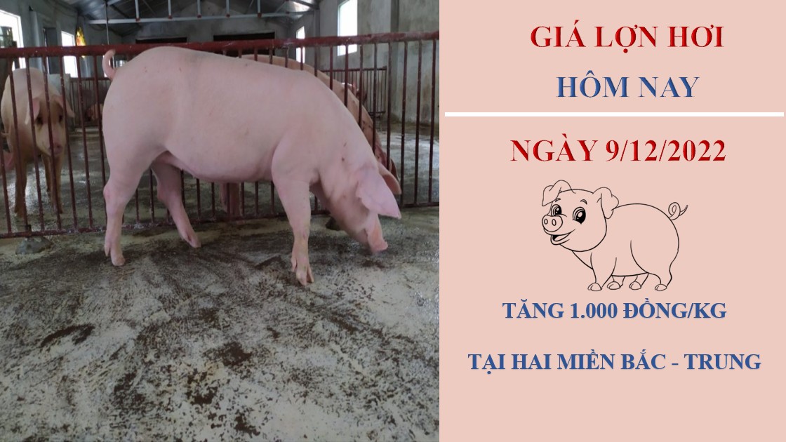 Giá heo hơi hôm nay 9/12/2022: Đảo chiều tăng nhẹ tại hai miền Bắc - Trung