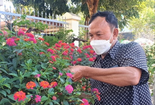 Tuyệt kỹ luyện cây dại trong rừng thành siêu phẩm bonsai hoa ngũ sắc lung linh dịp Tết