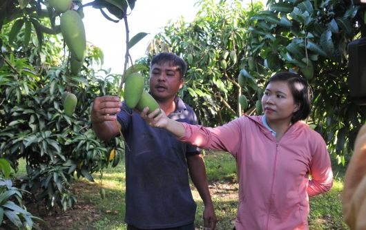 Xoài trái vụ ở Đắk Nông mất mùa, rớt giá thê thảm