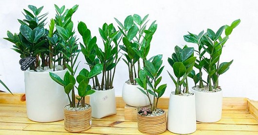 Cây kim tiền rất thích “ăn vặt” đặc biệt là 3 món này, ăn no chồi non mọc tua tủa, lá xanh ngày càng nhiều