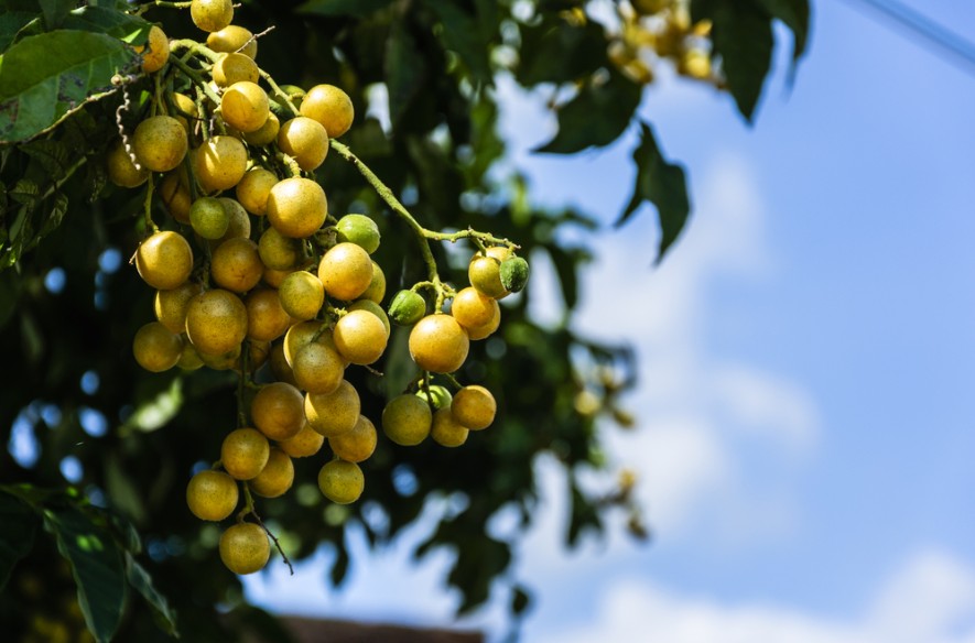 Loại quả ở Việt Nam chín rụng đầy gốc, lại là trái cây 