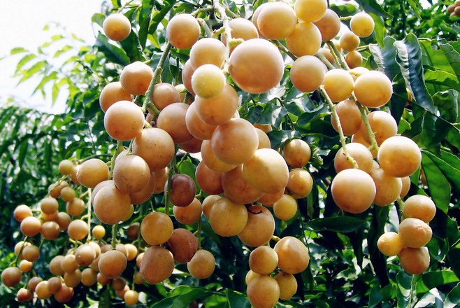 Loại quả ở Việt Nam chín rụng đầy gốc, lại là trái cây 