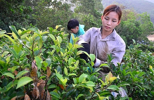 Anh Khánh đã kỳ công thuần hóa cây dại trong rừng trở thành cây rau đặc sản có hiệu quả kinh tế cao.