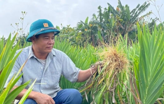 Cây dược liệu này “ăn phân chuồng, uống nước giếng” vẫn cho thu nhập khủng, mọi người kinh ngạc kéo tới xem