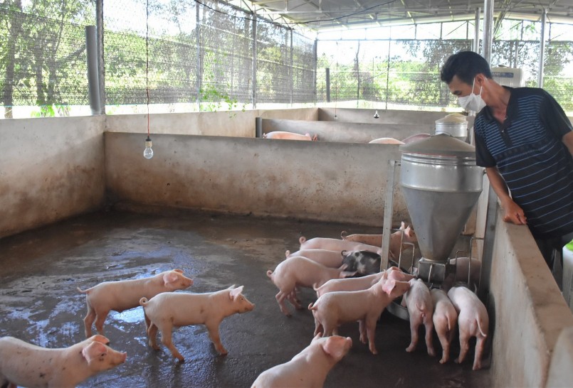 Giá heo hơi giảm sâu khiến người chăn nuôi thua lỗ, tỉnh Đồng Nai đề xuất nhiều giải pháp hỗ trợ.