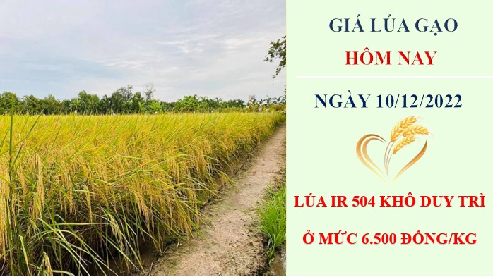 Giá lúa gạo hôm nay 10/12/2022: Ổn định tại Đồng bằng sông Cửu Long