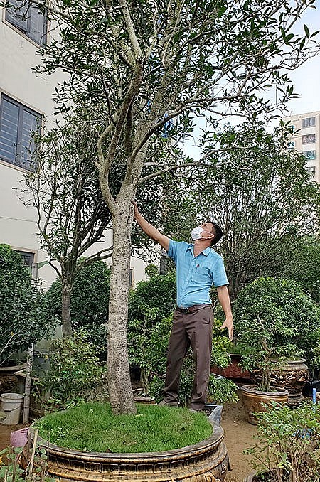 Anh Trung khẳng định đây là cây mộc hương 'độc nhất vô nhị' tại Nghệ An.
