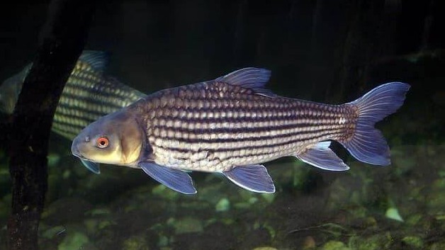 Loài cá xưa có nhiều không ai ăn, giờ thành đặc sản khan hiếm, được bán với giá 1.500.000 đồng/kg