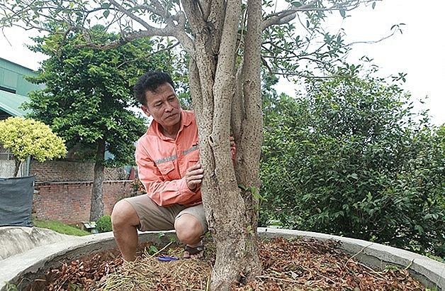 Những cây mộc hương trong vườn nhà anh Dũng là những cây có tuổi đời hàng chục năm trở lên và đều là mộc hương ta – mộc hương Việt Nam.