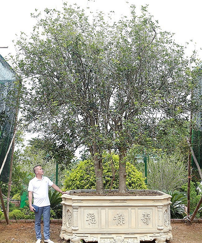 Sau nhiều năm sưu tầm, hiện trong vườn nhà anh Dũng có bộ sưu tập những cây mộc hương (mộc ta) độc đáo nhất Việt Nam có nguồn gốc ở Phú Thọ, Ba Vì hay các vùng núi phía Tây Bắc.