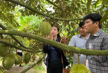 Cảnh báo nguy cơ nhà vườn Thái Lan ‘đánh cắp’ bí quyết trồng sầu riêng rải vụ