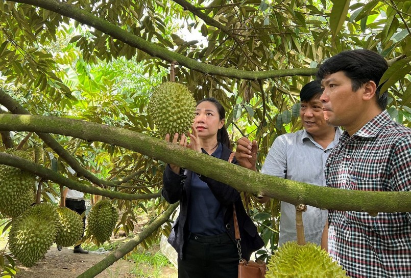 Nhiều nhà vườn Thái Lan đã theo các đoàn khách đến tận vùng trồng sầu riêng của Việt Nam tìm hiểu bí quyết trồng sầu riêng rải vụ. (Ảnh minh họa)