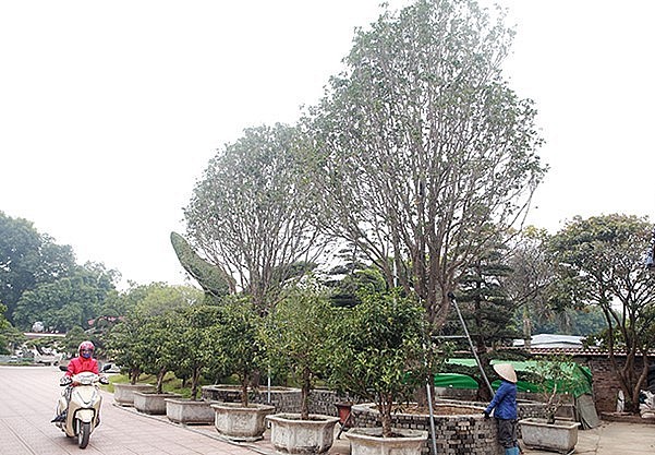 Mỗi cây cao gần 10m, tán rộng vì rất nhiều cành. Chủ nhân cho biết, phải rất khó khăn mới tìm được một đôi mộc hương lớn như vậy, ở Việt Nam có lẽ không có đôi thứ hai.