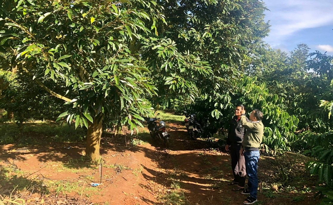 Người dân tham quan vườn sầu riêng trồng xen cà phê của gia đình anh Nheng
