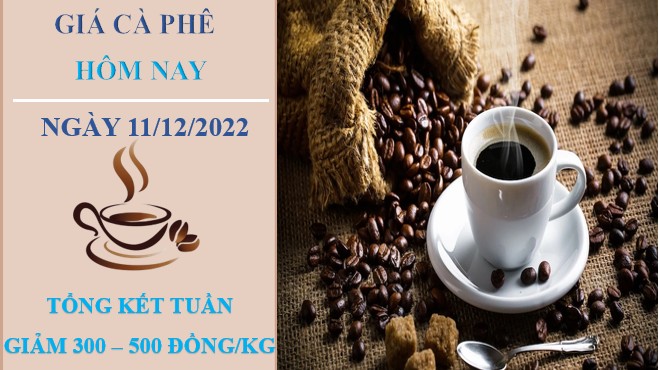 Giá cà phê hôm nay 11/12/2022: Giảm 300 - 500 trong tuần qua