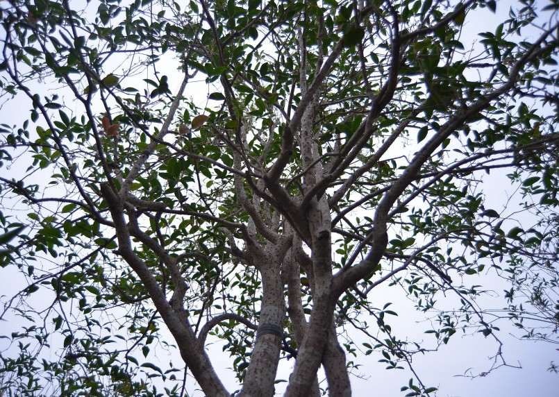 Vườn mộc hương hàng trăm cây của anh Khuất Hoàng Tâm ở xã Tích Giang, huyện Phúc Thọ có nhiều loại cây khác nhau, nhưng chủ đạo là cây mộc hương có tuổi đời từ 15 đến 30 năm. Vườn của anh Tâm được xem là một trong những vườn mộc hương lớn nhất miền Bắc.