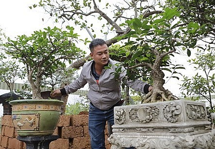 Đây là cây mộc hương mà anh Nguyễn Thái Hoàng (36 tuổi, trú thị trấn Phúc Thọ, TP.Hà Nội) sưu tập thuộc loại hiếm, giá lên tới tiền tỷ, anh không bán vì coi cây như người bạn đời.
