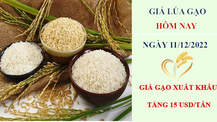 Giá lúa gạo hôm nay 11/12/2022: Giá gạo xuất khẩu tăng 15 USD/tấn trong tuần qua