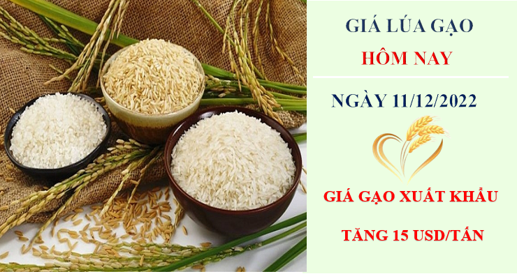 Giá lúa gạo hôm nay 11/12/2022: Giá gạo xuất khẩu tăng 15 USD/tấn trong tuần qua