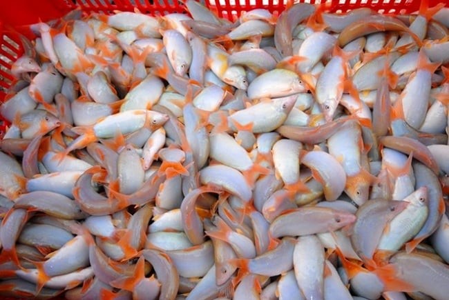 Nhờ nghề nuôi cá heo đuôi đỏ mà nhiều nông dân ở An Giang giàu lên