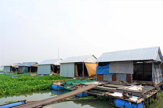 Khu bè nuôi cá heo đuôi đỏ ở xã Hòa Lạc, huyện Phú Tân, tỉnh An Giang