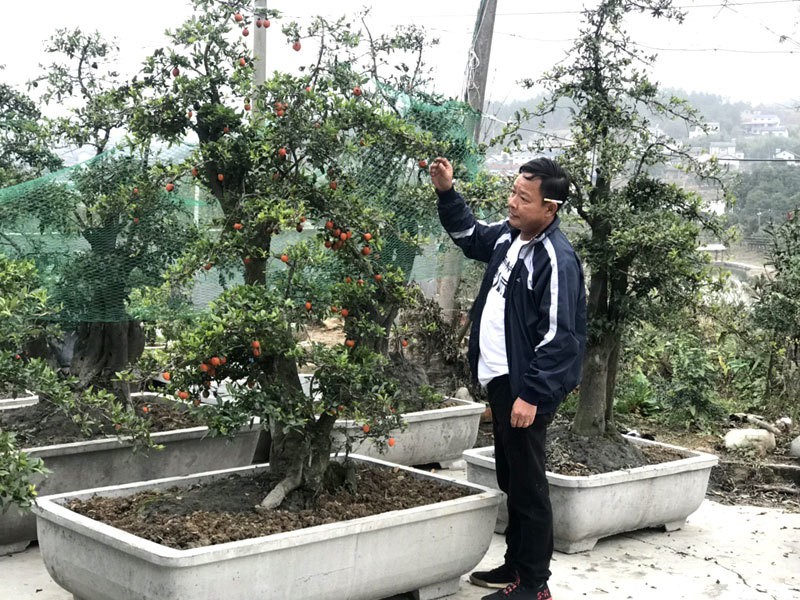 Một cây hồng đá được khách Vũng Tàu đặt mua với giá gần 600 triệu đồng