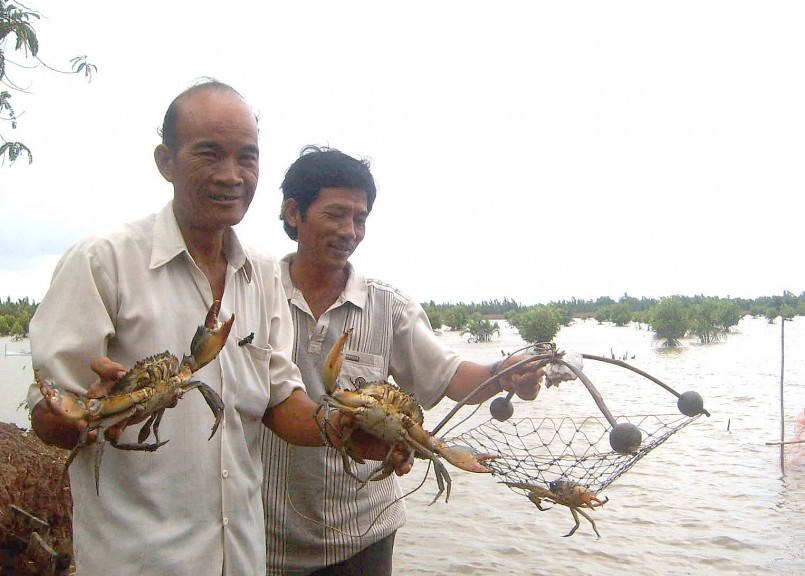 Người nua cua biển ở Trà Vinh đang bội thu vì giá cua tăng cao.