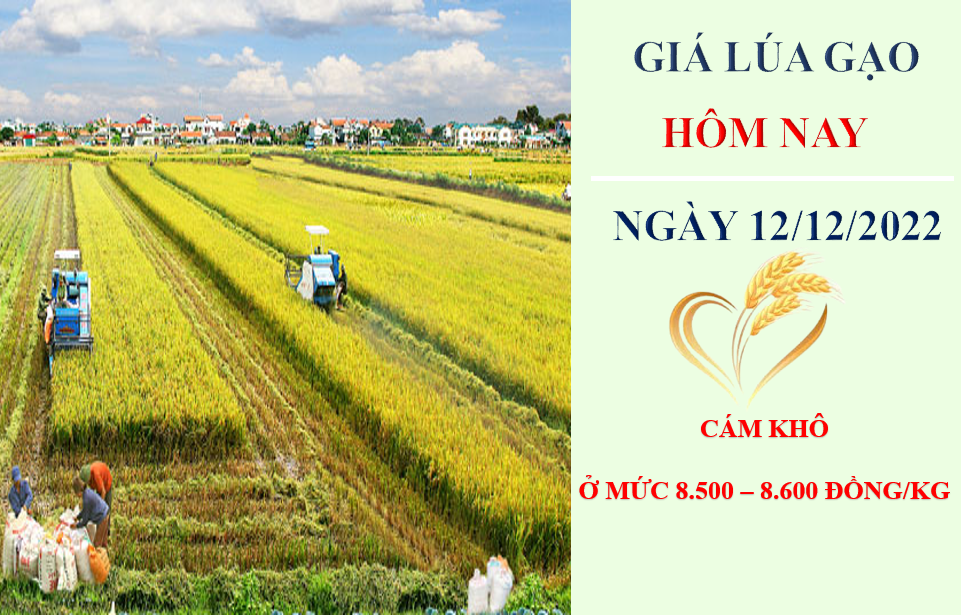 Giá lúa gạo hôm nay 12/12/2022: Sôi động phiên đầu tuần