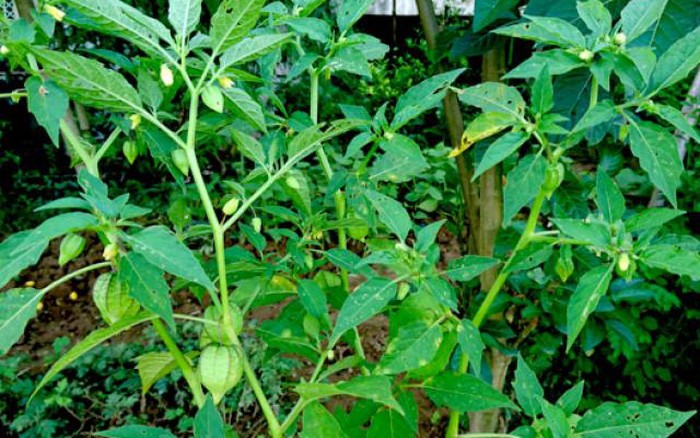 Nhiều loại rau dại mọc đầy vườn nhưng có tác dụng quý như thuốc